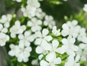 浜なでしこ 花言葉 無邪気 純愛 大胆 ナデシコ