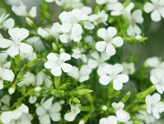 浜なでしこ　花言葉　わが子を撫でる　万葉集　