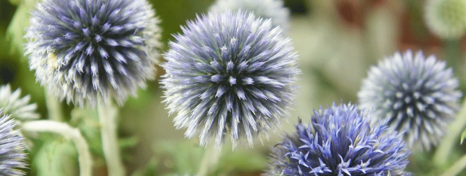 瑠璃玉薊　ルリタマアザミ　エキノプス　花言葉