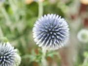 瑠璃玉薊　ルリタマアザミ　エキノプス　花言葉　鋭敏　権威　