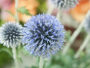 瑠璃玉アザミ　エキノプス　花言葉　アザミ　ギガンジューム