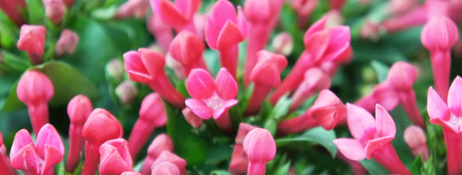 ブバルディア　ブバリア　花言葉