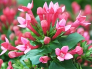 ブバルディア　ブバリア　花言葉　蟹の目　清楚　幸福な愛　フランスのルイ１６世