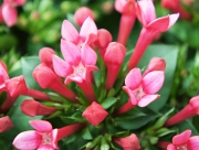 ブバルディア　ブバリア　花言葉　蟹の目