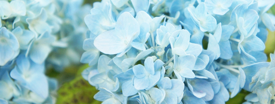 あじさい 紫陽花 花言葉