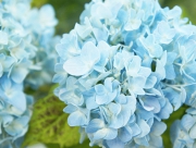 あじさい 紫陽花 花言葉 ハイドランジア ひたむきな愛情 元気な女性 移り気 こころ変わり