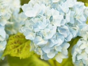 あじさい　紫陽花のおまじない　おまじない　花言葉　