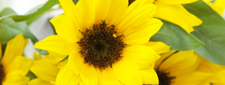 ひまわり 花言葉