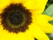 ひまわり 花言葉 太陽に向かって咲く 太陽を追って咲く 西 東