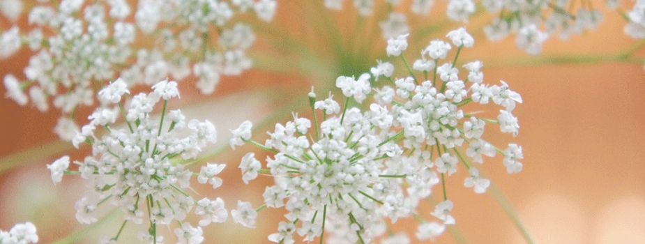 レースフラワー 花言葉