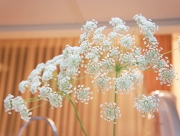 レースフラワー　花言葉　可憐なこころ　ソクラテス　