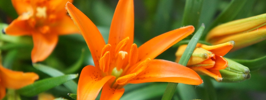 姫ゆり　花言葉