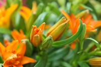 姫ゆり　花言葉　強くて美しい　誇り　ユリ科　シーボルト　　