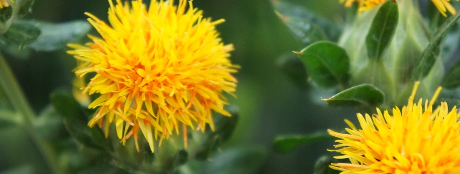 ベニバナ 花言葉