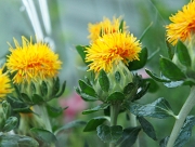 ベニバナ　花言葉　源氏物語　末摘花　