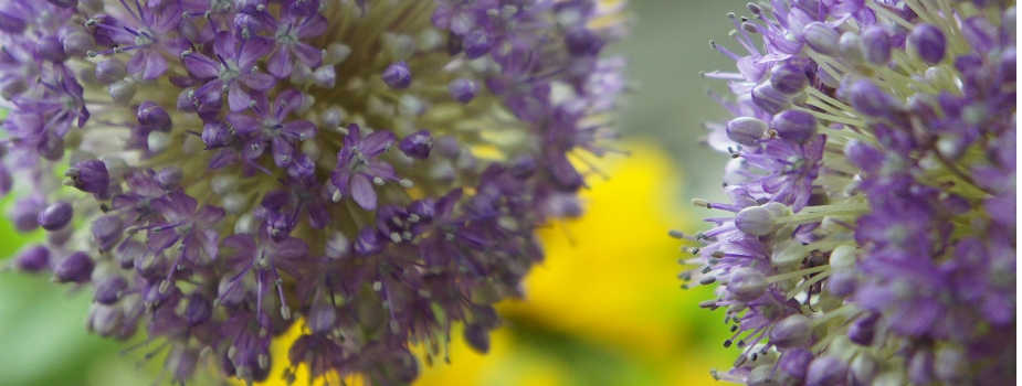 ギガンジューム 花言葉