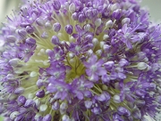 アリウムギガンジューム　花言葉　ネギ　正しい主張　不屈のこころ　ニンニク　巨大　ネギ坊主