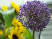 アリウムギガンジューム 花言葉 ネギ オレンジ色の色素