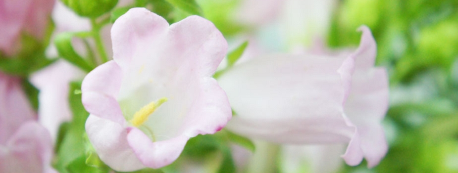 カンパニュラ 花言葉