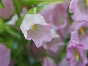 カンパニュラ　花言葉　結構大きい　特徴　果樹園　不思議なりんご　