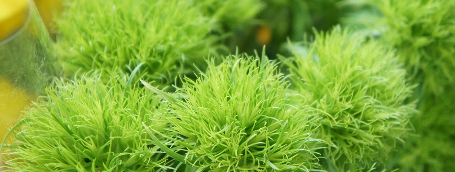 てまり草　花言葉