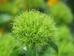てまり草　花言葉　純粋な愛　才能　まりも　ナデシコ　