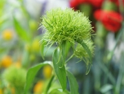 てまり草　花言葉　