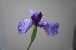 花ショウブ 花言葉 うれしい知らせ 優しいこころ ジャパニーズアイリス 虹