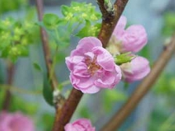 サクラの花言葉 サクラの特徴サクラの特徴 サクラは何故春になると咲くんでしょう サクラの花言葉 春の象徴 日本の国花