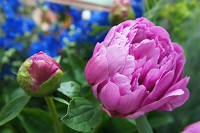 芍薬　シャクヤク　花言葉　立てば芍薬座ればボタン歩く姿はユリの花　生まれながらの素質　ボタン