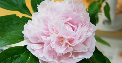 シャクヤクの水あげ方法 芍薬の花言葉 漢方薬 ギリシャ神話