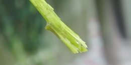 シャクヤクの水あげ方法 花言葉シャクヤクの咲かせ方 シャクヤクの水あげ方法 花言葉