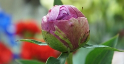 シャクヤクの水あげ方法 花言葉シャクヤクの水あげ方法 シャクヤクの咲かせ方 花言葉