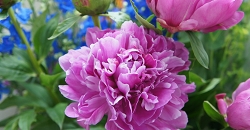 シャクヤクの水あげ方法 シャクヤクの咲かせ方 花言葉