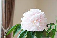 芍薬　かぐや姫