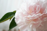 芍薬　かぐや姫