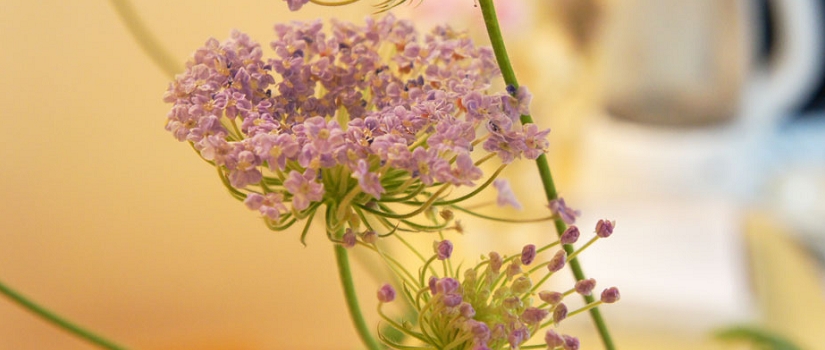 ブルーレースフラワー　花言葉