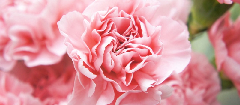 カーネーション　花言葉