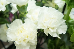 母の日　カーネーション　花言葉　母の愛　真実の愛　愛情　ナデシコ