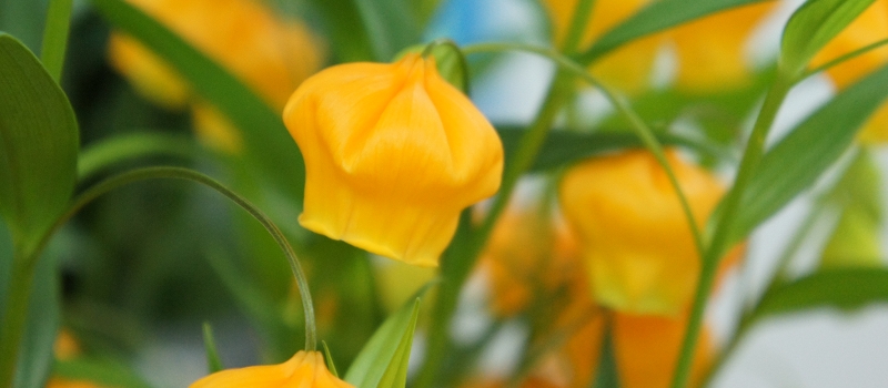 サンダーソニア　花言葉