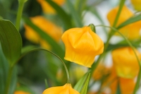 サンダーソニア 花言葉 クリスマスベル 南アフリカ 開花時期 季節 世界各国 星 お花 名前