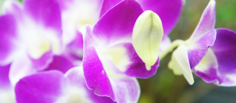 デンファレ　花言葉