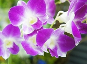 デンファレ 花言葉 有能 お似合いの二人 バカンス お風呂にデンファレ