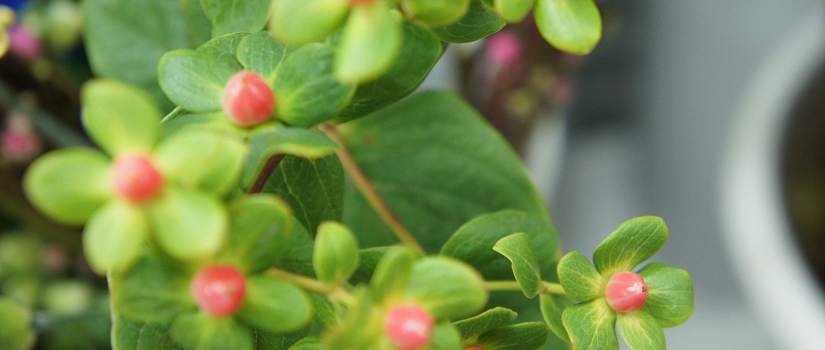 ヒペリカム 花言葉