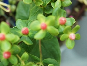 ヒペリカム　花言葉　きらめき　