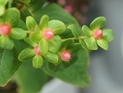 ヒペリカム 花言葉 魔除け