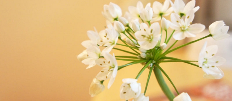 アリウムコアニー　花言葉　コワニー