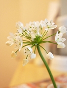 アリウムコワニー 花言葉