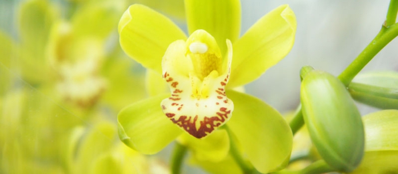 シンピジューム 花言葉