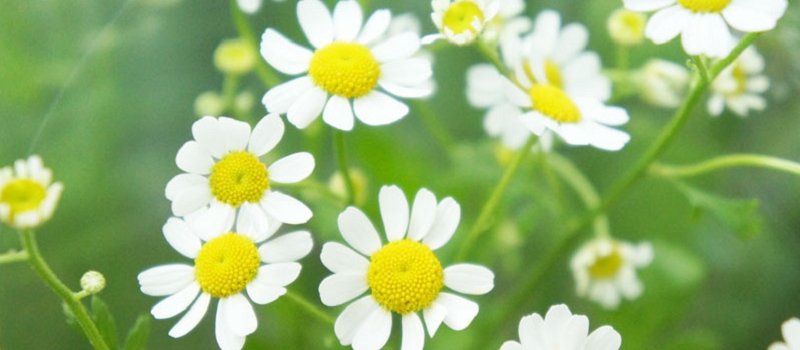 マトリカリア 花言葉